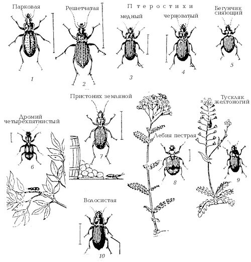 File:Carabus creutzeri.jpg - Wikipedia