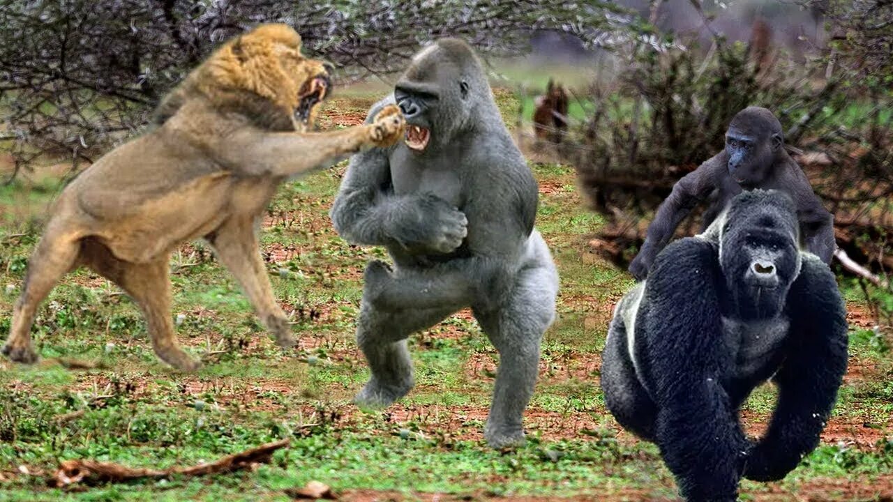 Кто сильнее медведь или горилла. Горная горилла против Льва.