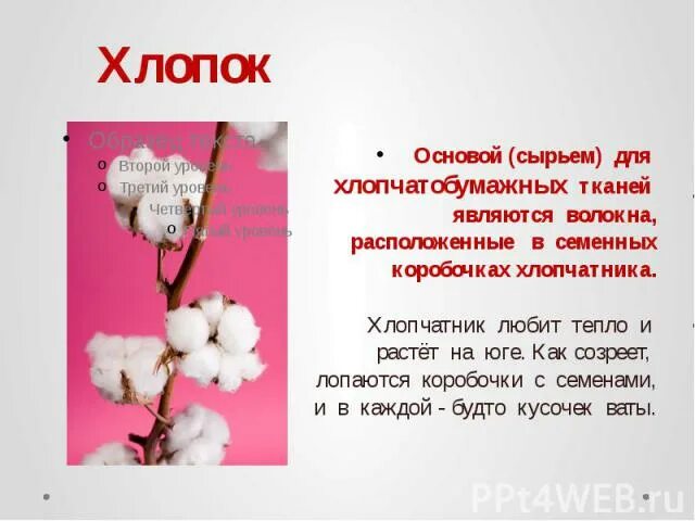 Волокнистые культурные растения. Волокна хлопка находятся в семенной коробочке. Информация о хлопке. Хлопковое волокно получают из. Презентация на тему хлопок.