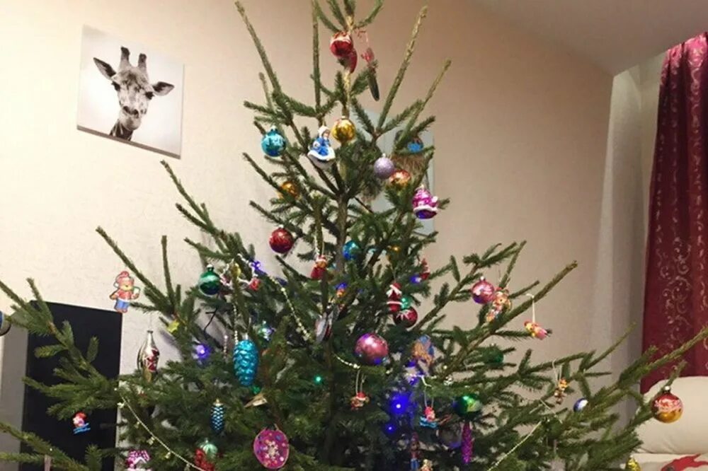 Елка настоящая украшенная. Наряженная елка в квартире. Как красиво нарядить настоящую елку. Наряжаем елку. Живая новогодняя елка.