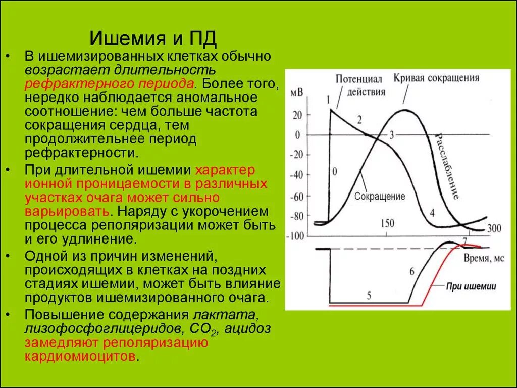 Рефрактерность физиология. Фазы рефрактерности кардиомиоцитов. Фазы рефрактерности физиология. Фазы Пд атипичного кардиомиоцита. Пд кардиомиоцитов и период рефрактерности.