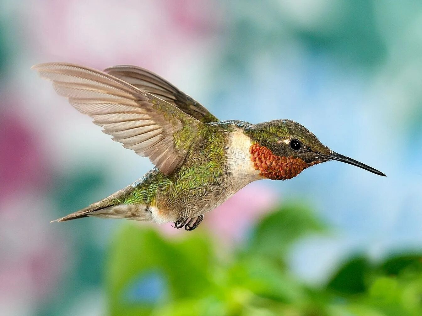 Колибри поселок. Краснозобый колибри. птичка колибри. колибри trochilidae. колибри (подотряд).