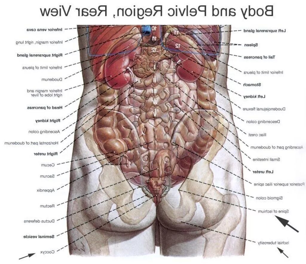 Анатомия человека расположение органов. Тело человека со спины с внутренними органами. Анатомия женского тела внутренние органы сзади. Анатомия человека сзади спины органы. Внутренние органы человека схема расположения со спины.