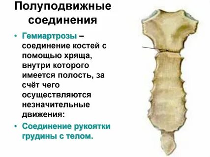 Грудина подвижная или нет