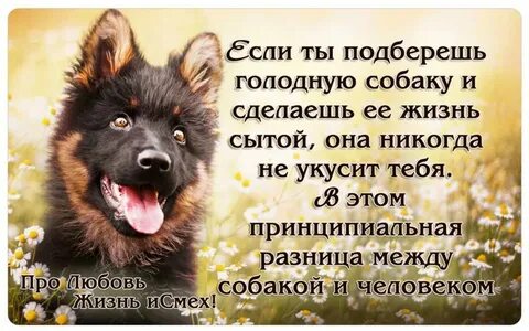 Его не предадут