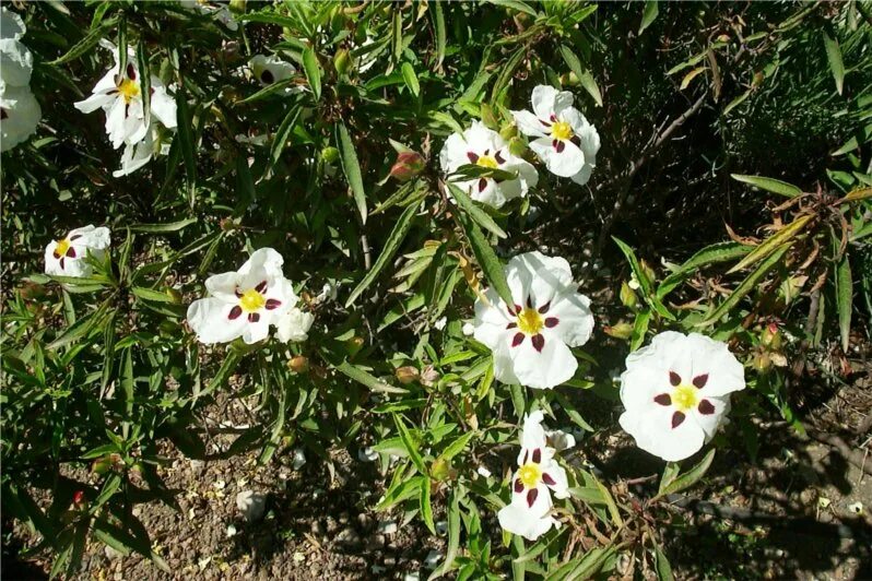 Лабданум что это. Ладанник лабданум. французский лабданум. cistus ladaniferus. амбра лабданум.