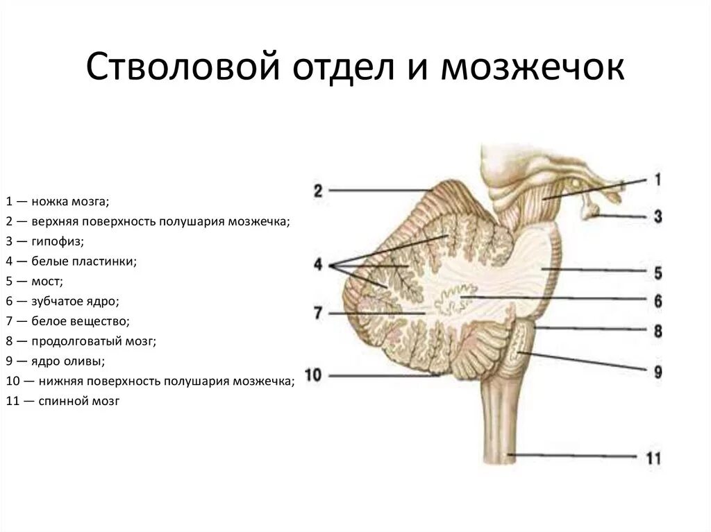 Строение и функции мозжечка головного мозга. Мозжечок анатомия функции. Строение мозжечка анатомия. Задний мозг мозжечок строение. Строение ствола мозга.