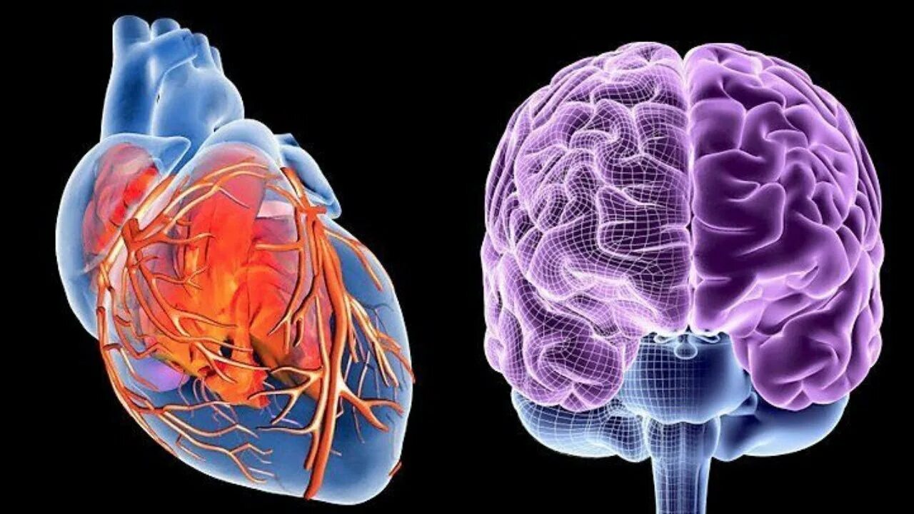 Heart and brain. Мозг и сердце. Сердце и мозг человека. Сердце и головной мозг. Человеческое сердце и мозг.