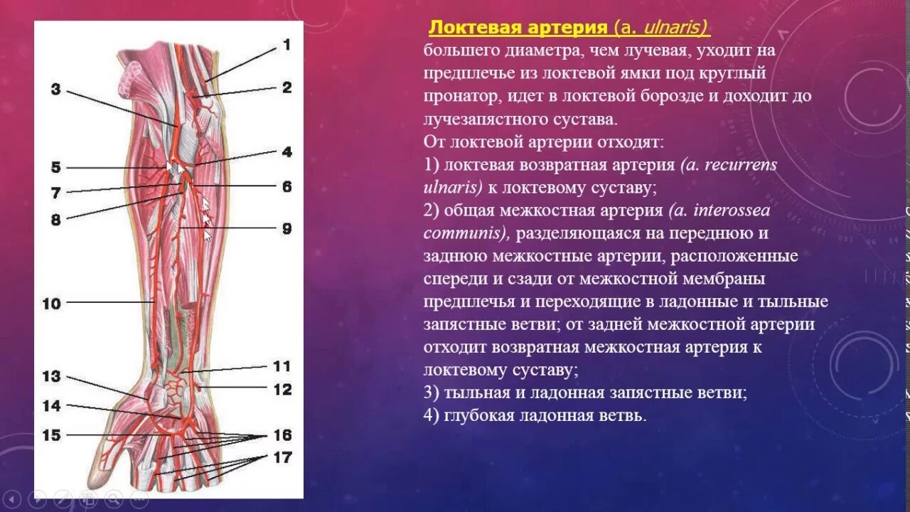 Правая лучевая артерия. Лучевая артерия анатомия схема. Коллатеральное кровообращение верхней конечности. Лучевая артерия анатомия ветви. Плечевая лучевая и локтевая артерии.