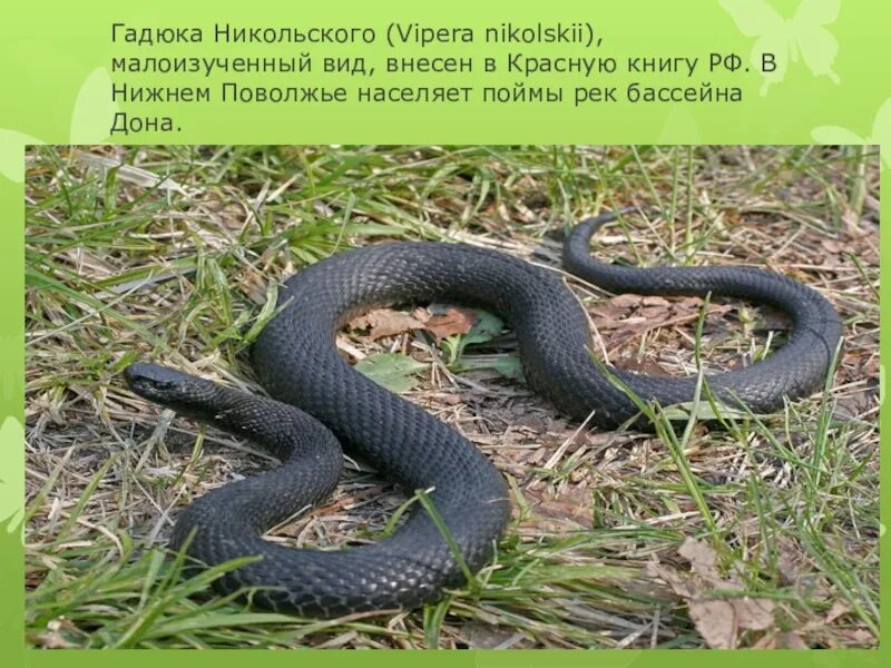 Где гадюки в россии. Гадюка Никольского (Vipera nikolskii). Гадюка Никольского красная книга. Гадюка Никольского в Волгоградской области. Змея гадюка Никольского.