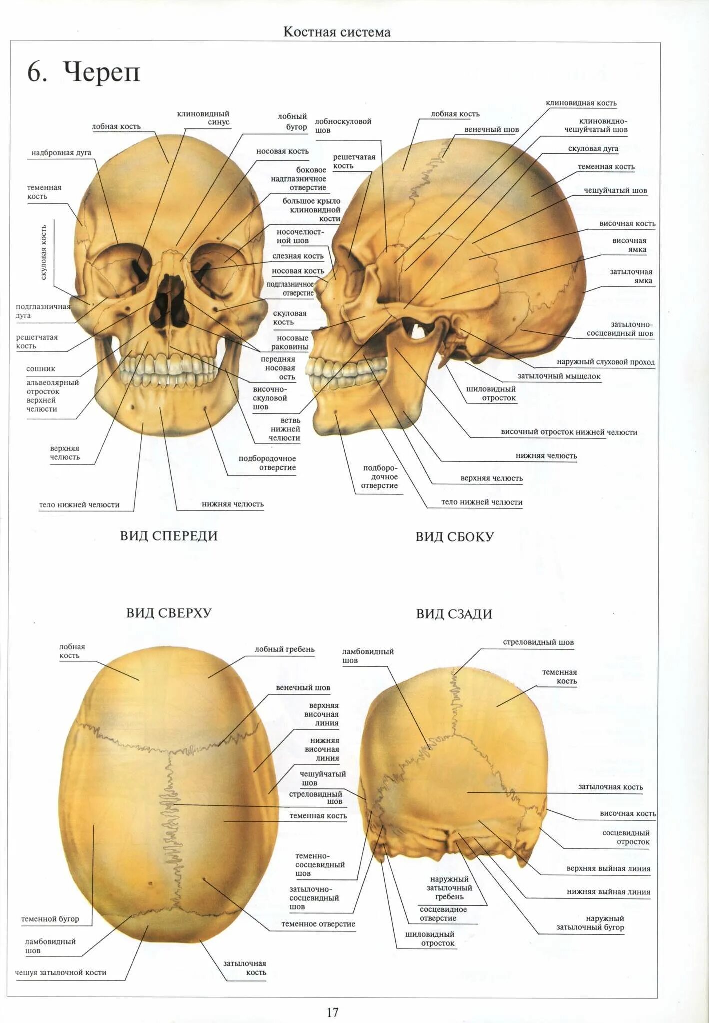 Шов теменных костей. Лобная кость черепа анатомия. Свод черепа и основание черепа. Кости свода черепа анатомия. Швы черепа анатомия теменная кость.