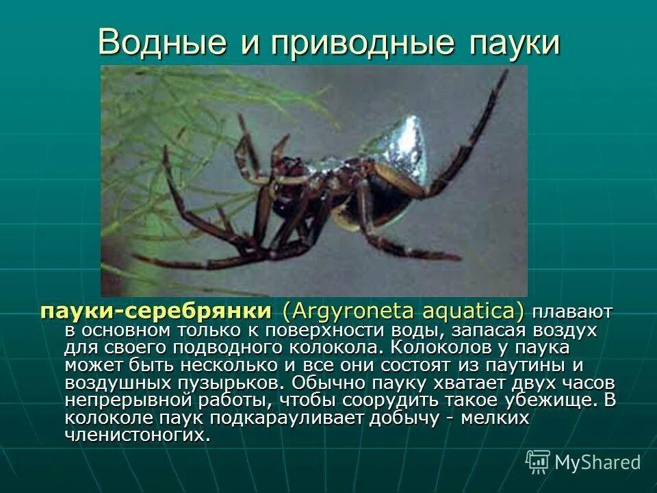 Сообщение о пауке. Паукообразные презентация. Паукообразные биология. Пауки представители класса. Про паукообразное