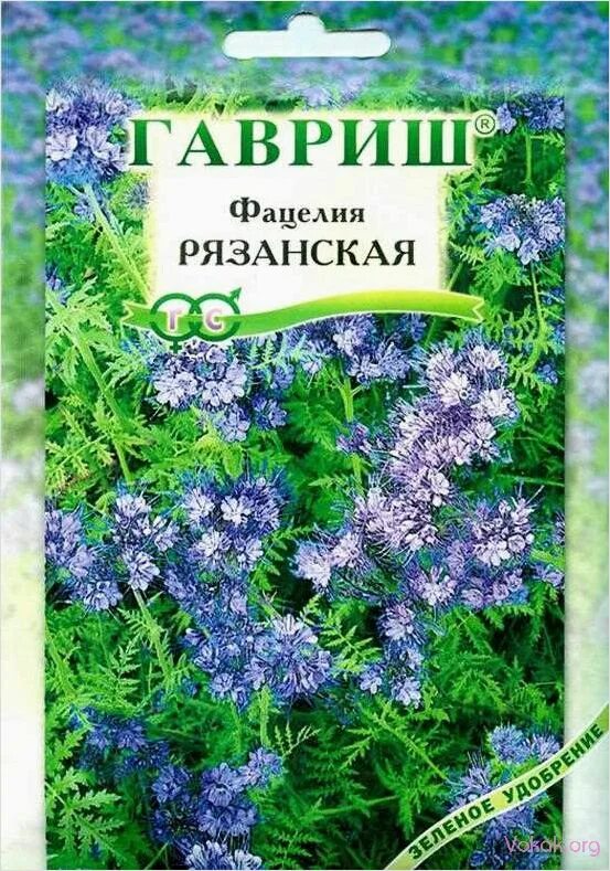 Фацелия пижмолистная семена. Фацелия пижмолистная Рязанская. Фацелия сидерат семена. Фацелия пижмолистная сидерат. Фацелия колокольчатая голубая.