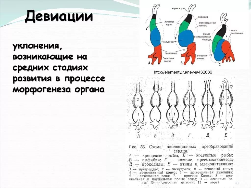 Девиация что это простыми словами. Девиация примеры. Девиация примеры биология. Пример девиации в эволюции. Примером девиации является в биологии.