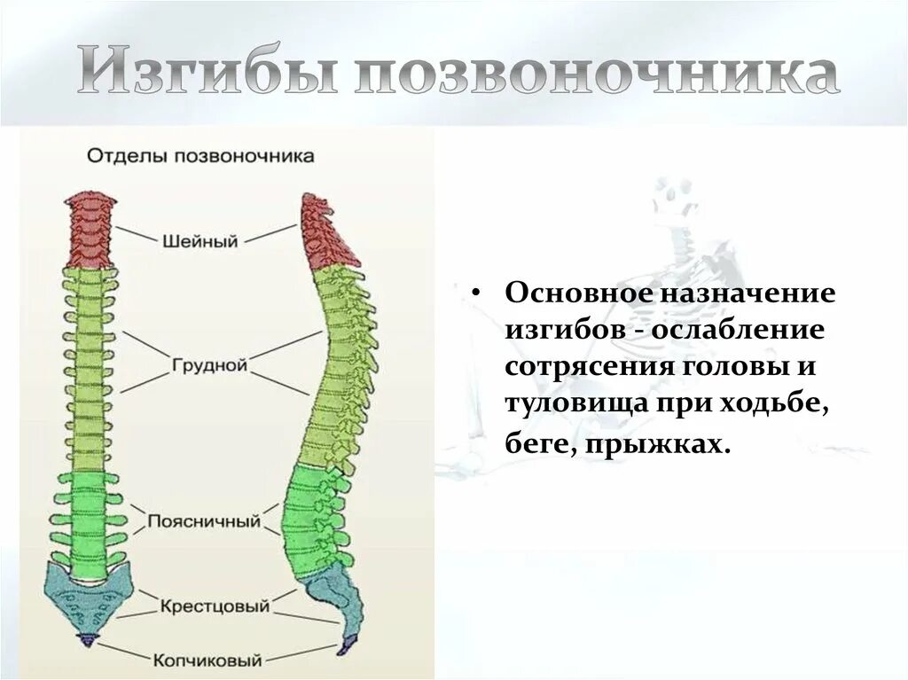 Изгиб позвоночника в сторону называется. Изгибы позвоночника. Физиологические изгибы позвоночника. Изгибы позвоночника чеовек. Перечислить физиологические изгибы позвоночника:.