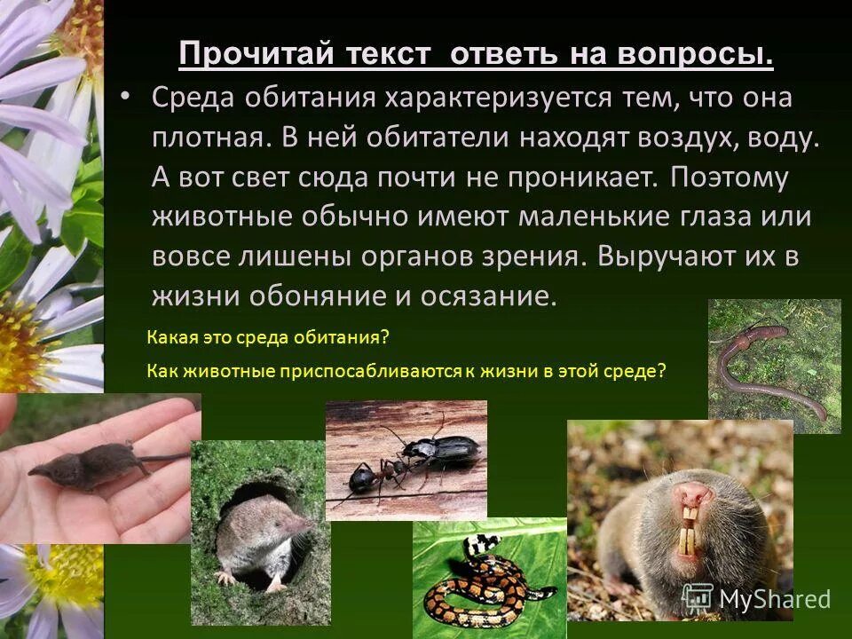 Кроссворд среда обитания. Тесты по теме "среда обитания". Среда обитания. Кроссворд на тему среда обитания. Вопросы по теме среда обитания.