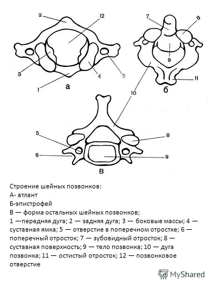 эпистрофей это. шейные позвонки человека атлант и эпистрофей.