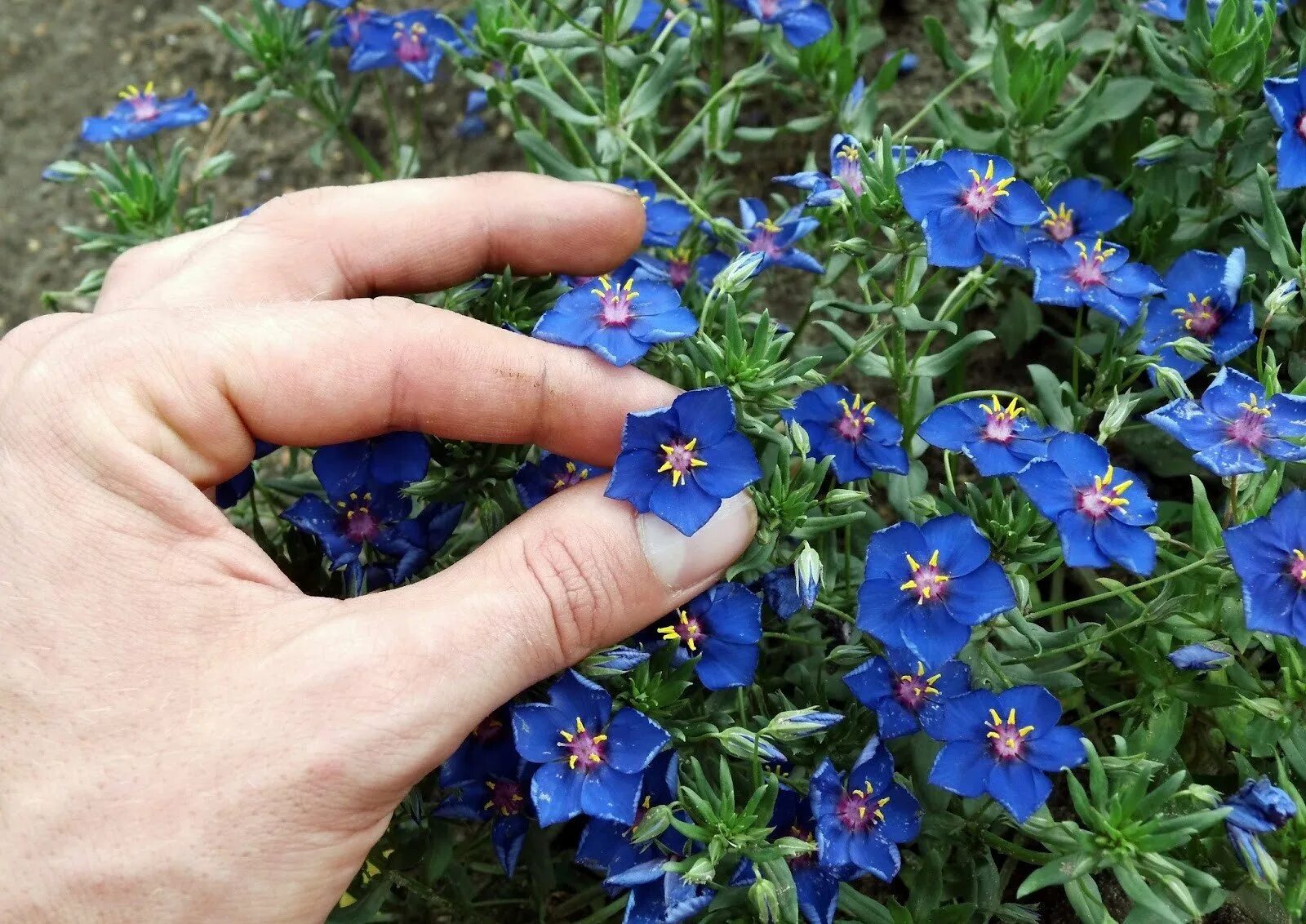 Незабудка альпийская (myosotis alpestris). Сиреневые цветы садовые. Садовые цветочки маленькие. Обриета пурпурный каскад. Незабудка альпийская.