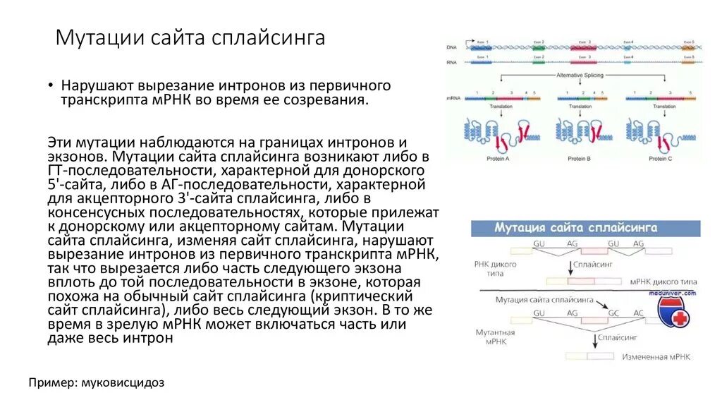 Транскрипция мутация. Сплайсинговая мутация. Мутации сплайсинга. Мутация сайта сплайсинга. Интроны экзоны сплайсинг.