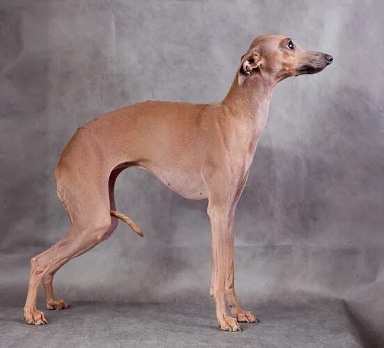 комнатная собака миниатюрная борзая. компаньон к левретке. левретка. левретка собака. порода собак итальянская левретка.