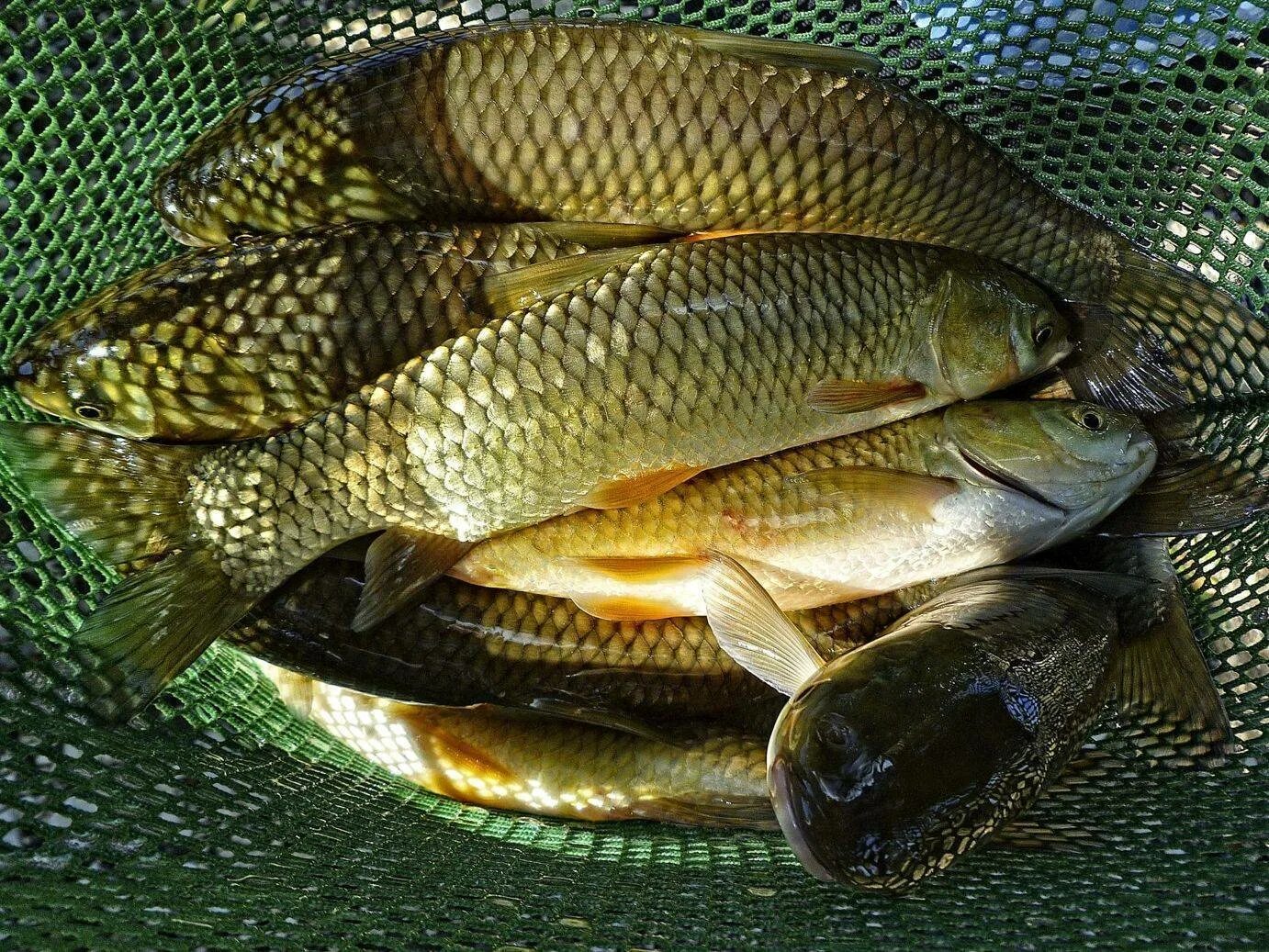 Живая рыба край. Сазан (Cyprinus Carpio). Сарбоянский Карп. Сазан Ташморский. Карп (Cyprinus Carpio).