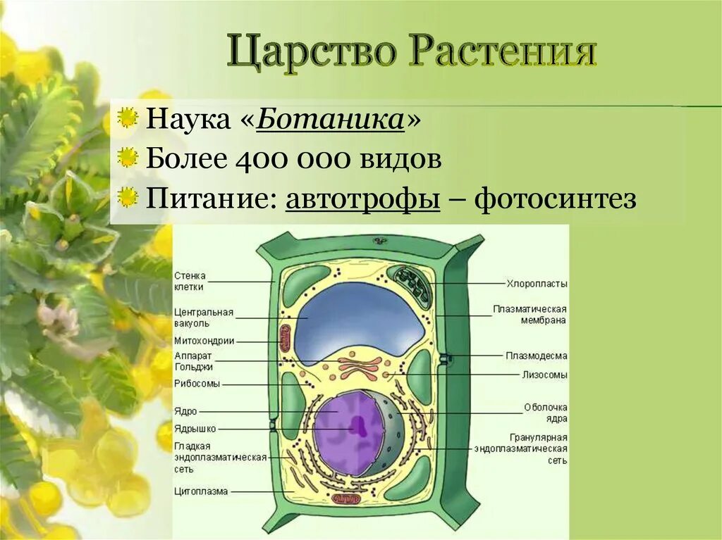 Царство растений. Царство растений строение. Биология царство растений. Ботаника строение растений.