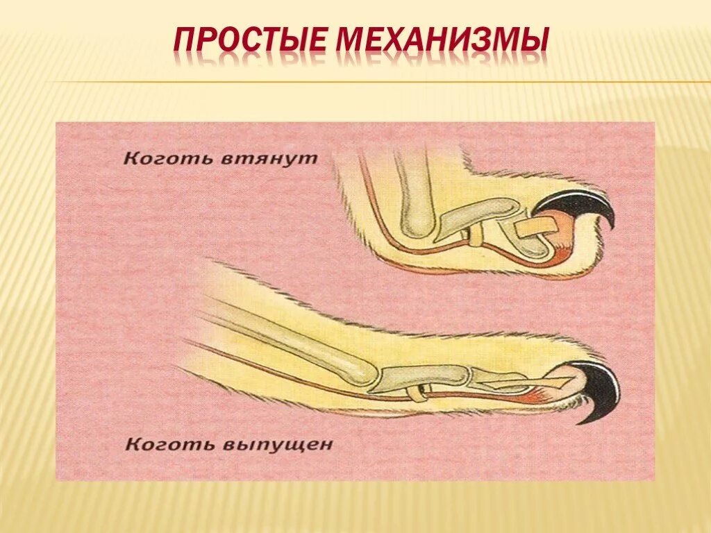 Почему коты выпускают когти. Как кошки втягивают когти. механизм втягивания когтей у кошек. как кошки выпускают когти. анатомия кошачьего когтя.