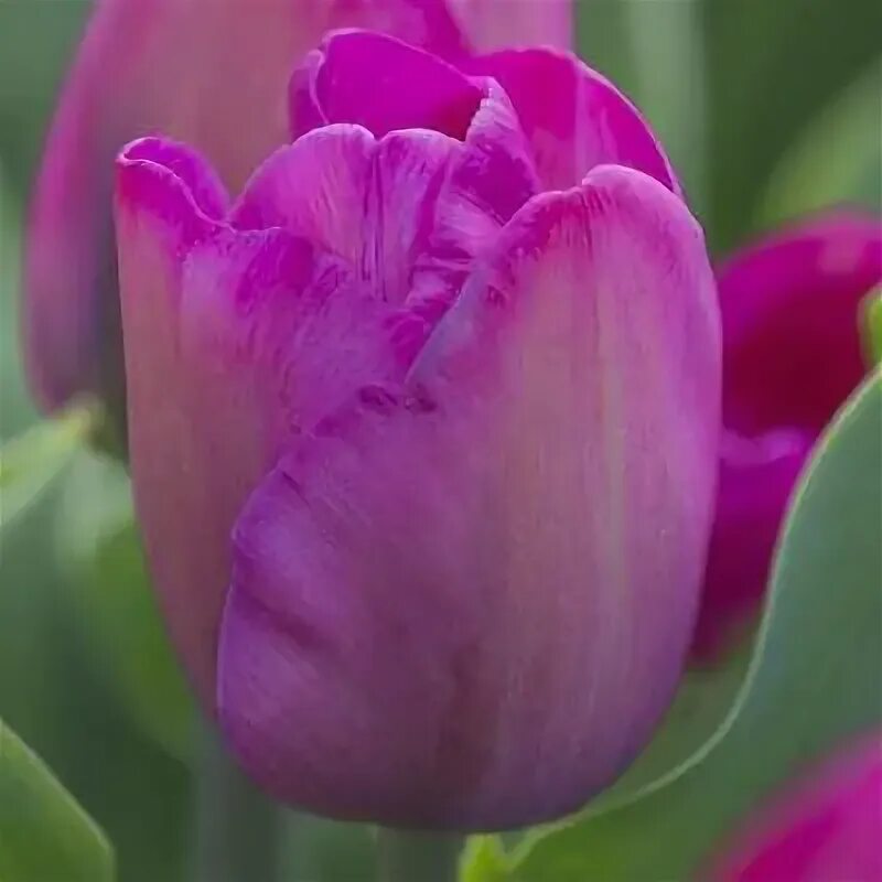 Tulip 'Atilla Graffiti' Tulipanes
