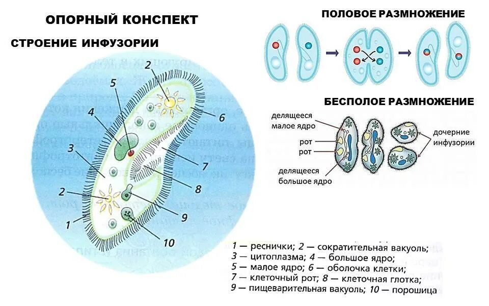 Структура клетки инфузории. Процесс конъюгации у инфузорий рисунок. Размножение инфузории туфельки схема. Инфузория туфелька размножение конъюгация.