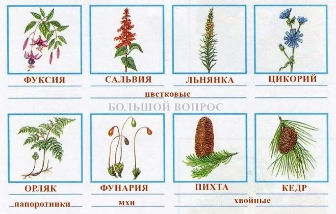 Определите название класса растений. Определите название класса растений