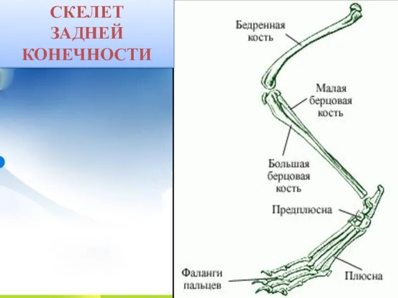 Скелет конечностей у птиц состоит из. Скелет птицы строение пояс задних конечности. Скелет пояса задних конечностей млекопитающих. Строение скелета задней конечности птицы. Скелет птицы пояс задних конечностей.