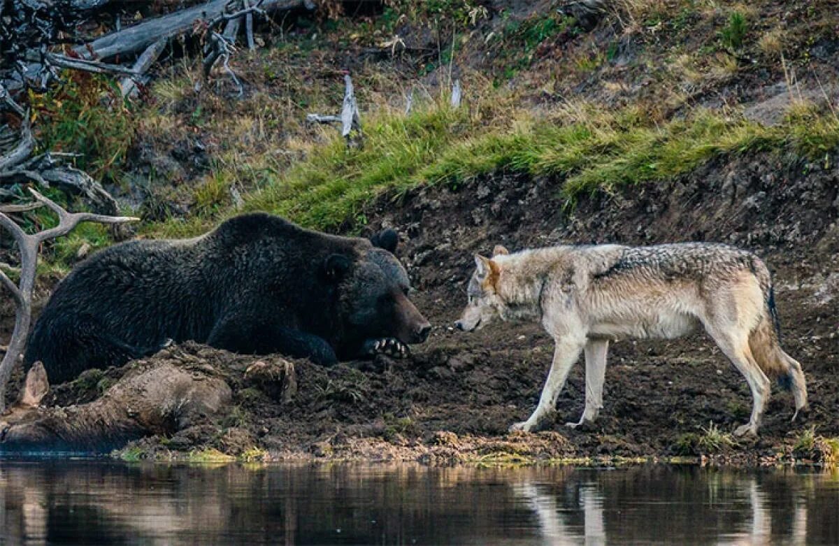Bear wolf текст. Bear wolf текст. Белый медведь и волк. Беар вулф. Bear wolf текст.