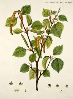 Gemmae betulae