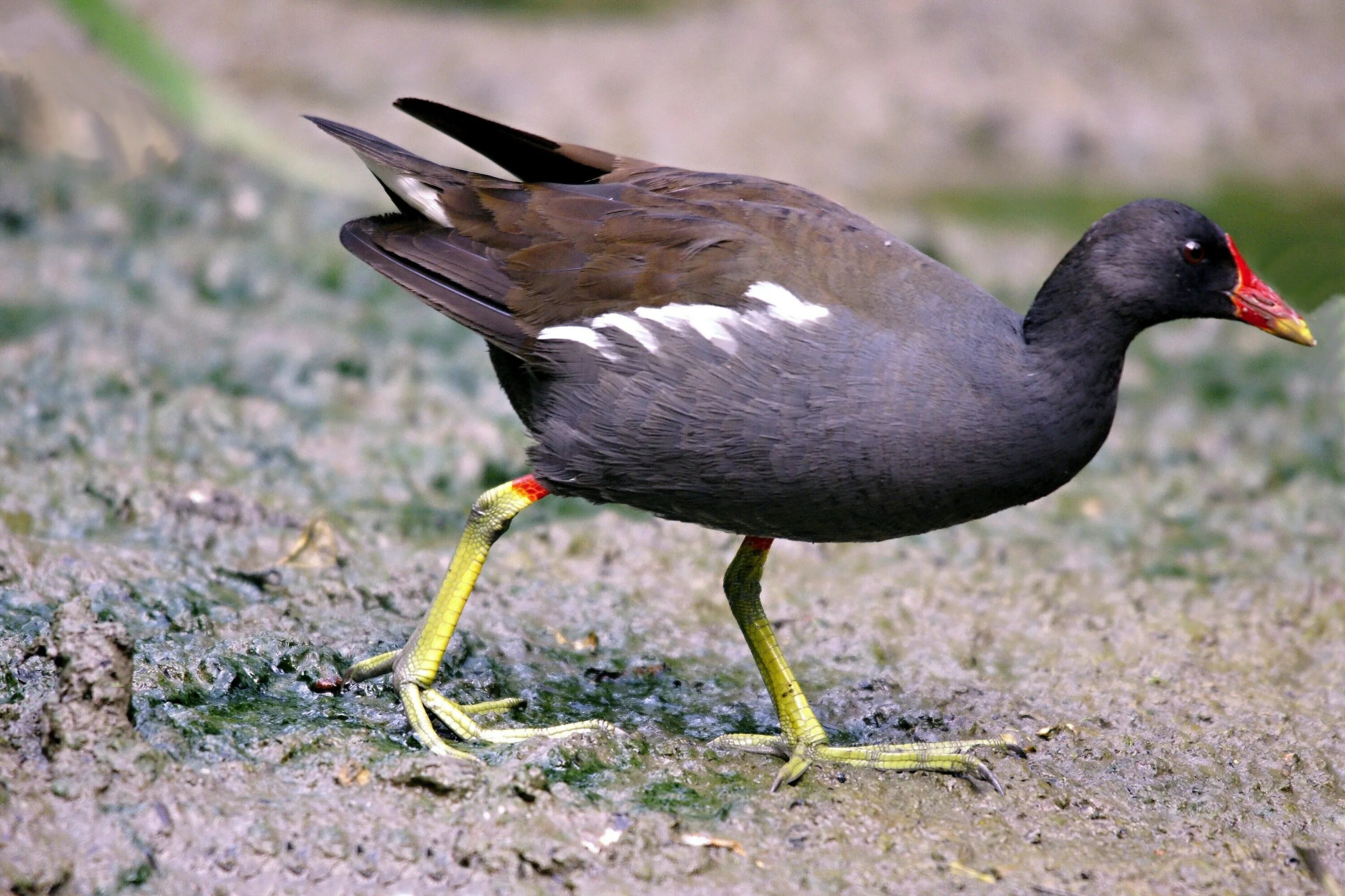 Болотная курочка камышница. Болотная утка камышница. Камышница gallinula chloropus. Камышница птица самка. Камышница болотная.