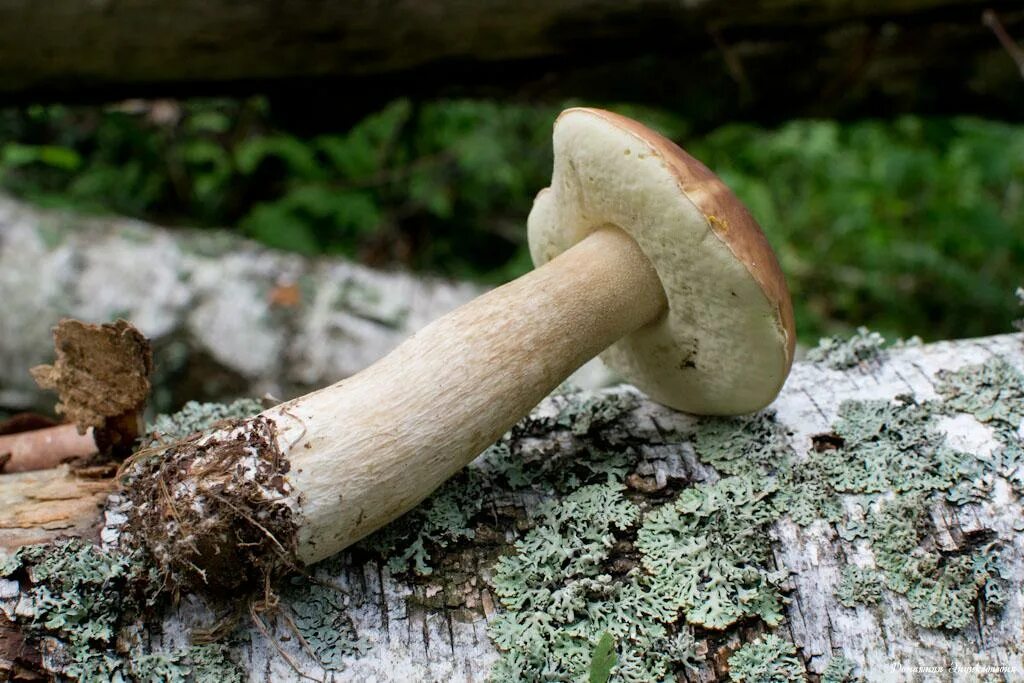 Ножки грибов фото