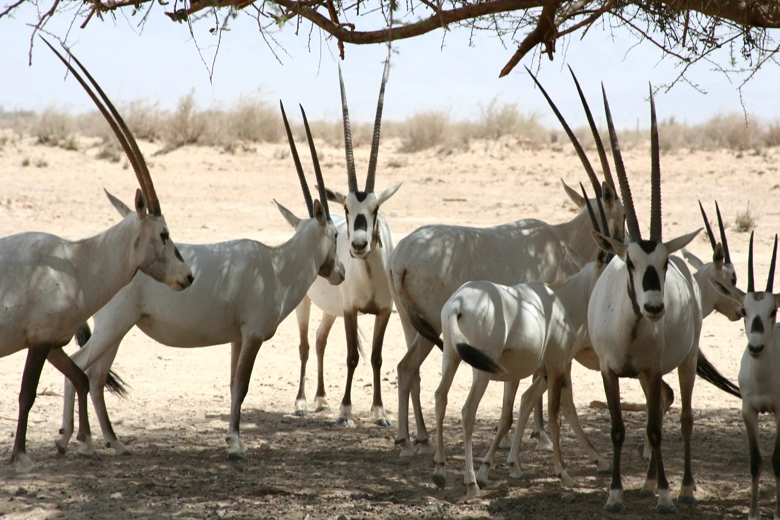 Аравийская антилопа Орикс. Аравийский, или белый, Орикс (Oryx leucoryx). Аравийский Орикс животное. Белый Аравийский Орикс.