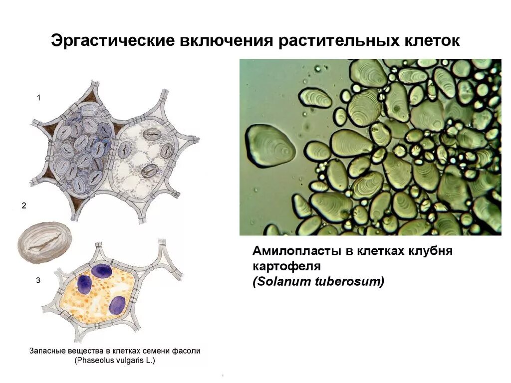 Соединения растительных клеток. Эргастические вещества растительной клетки. Запасные вещества растительной клетки. Строение протопласта растительной клетки. Включения в клетках растений.