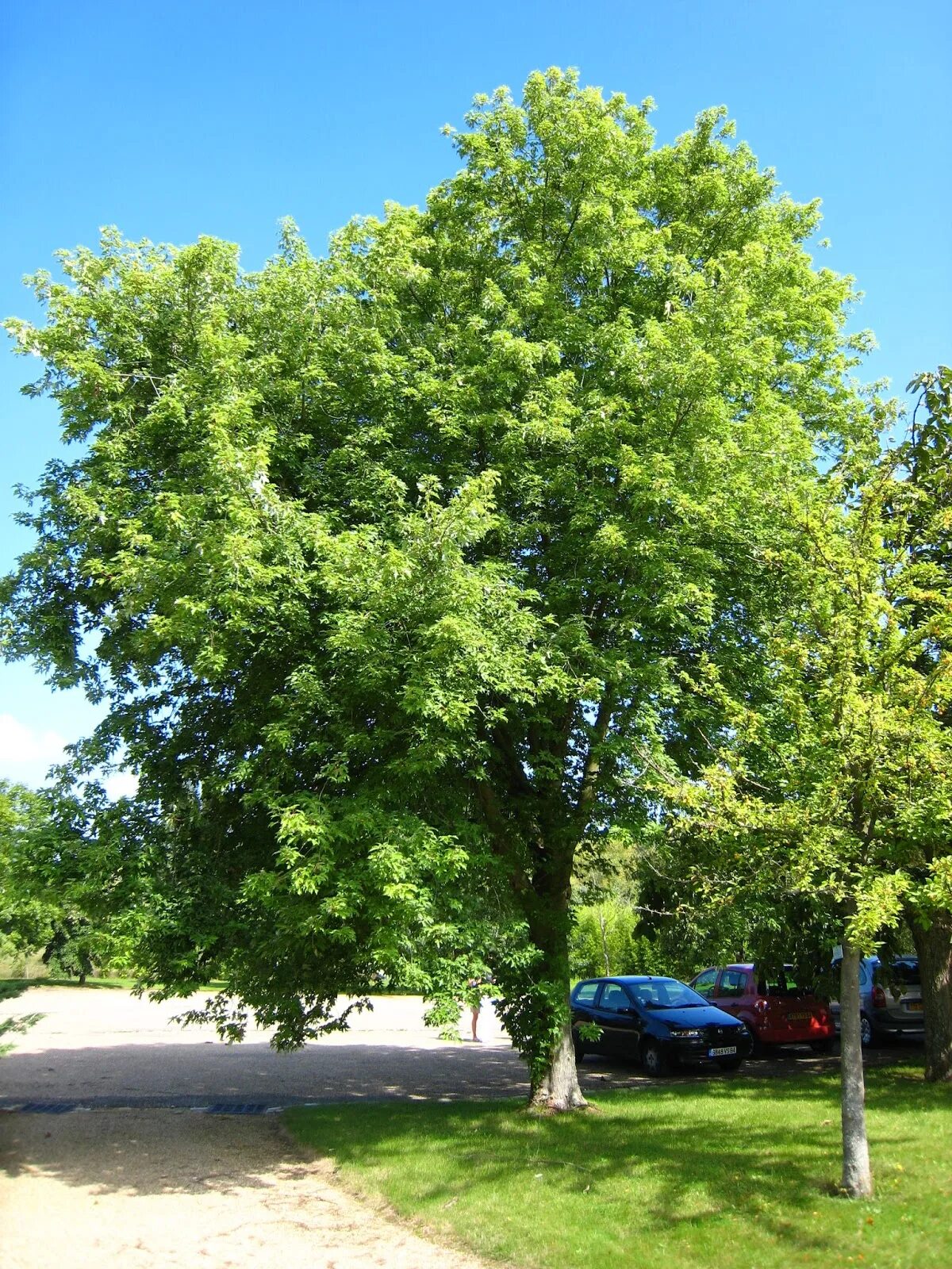 Queen trees
