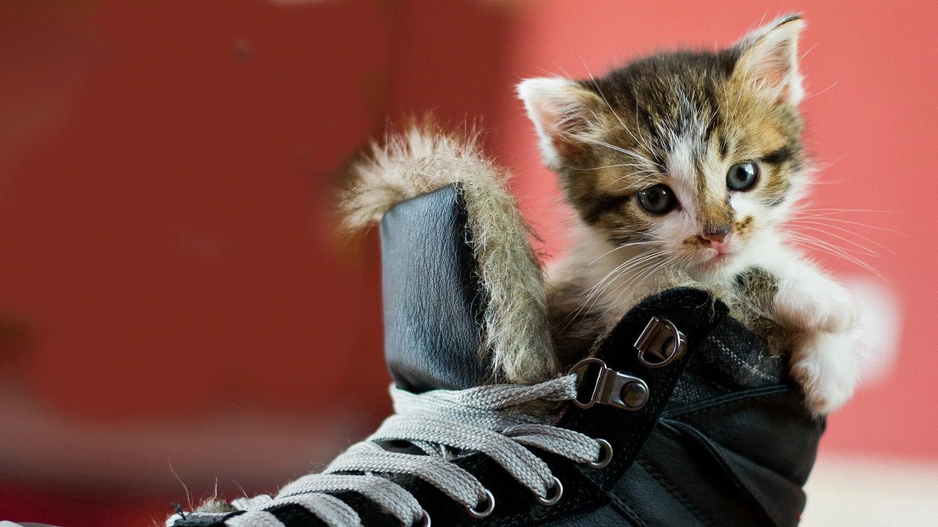 Котики в одежде. Крутой кот в очках. Крутые кошки. Крутые коты. Крутой кот.