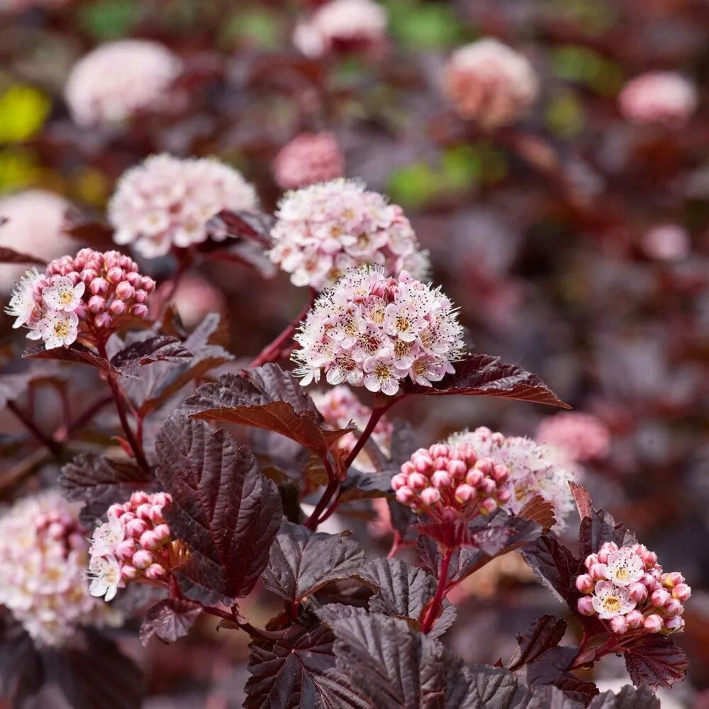 Пузыреплодник калинолистный леди ред. Пузыреплодник леди ин ред. Пузыреплодник калинолистный леди ин ред. Пузыреплодник калинолистный леди ин ред. Пузыреплодник леди ред.