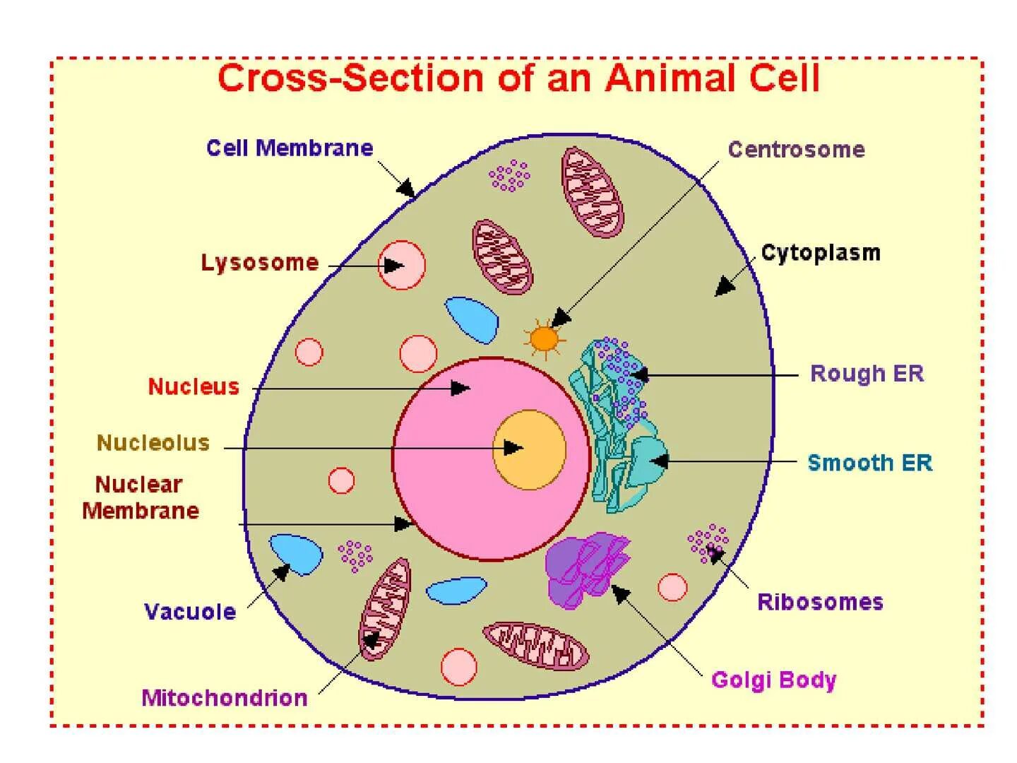 Клетка пояснение. Клетка. Животные клетки. Животная клетка. Строение клетки человека.