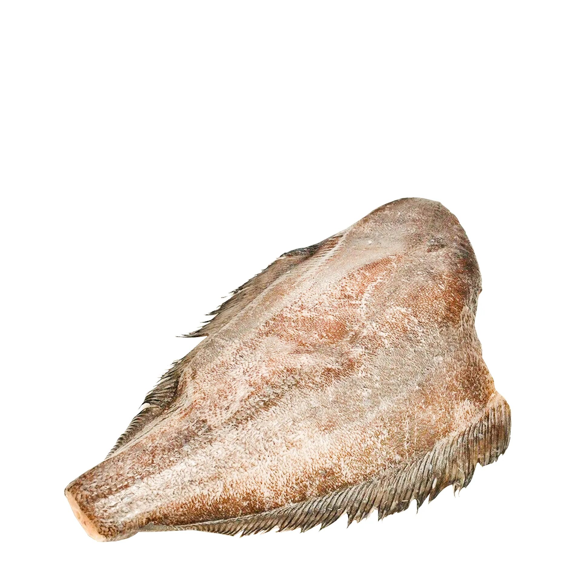 палтус стрелозуб. тюрбо палтус. тихоокеанский белокорый палтус. палтус синекорый. камбала калкан тюрбо палтус.