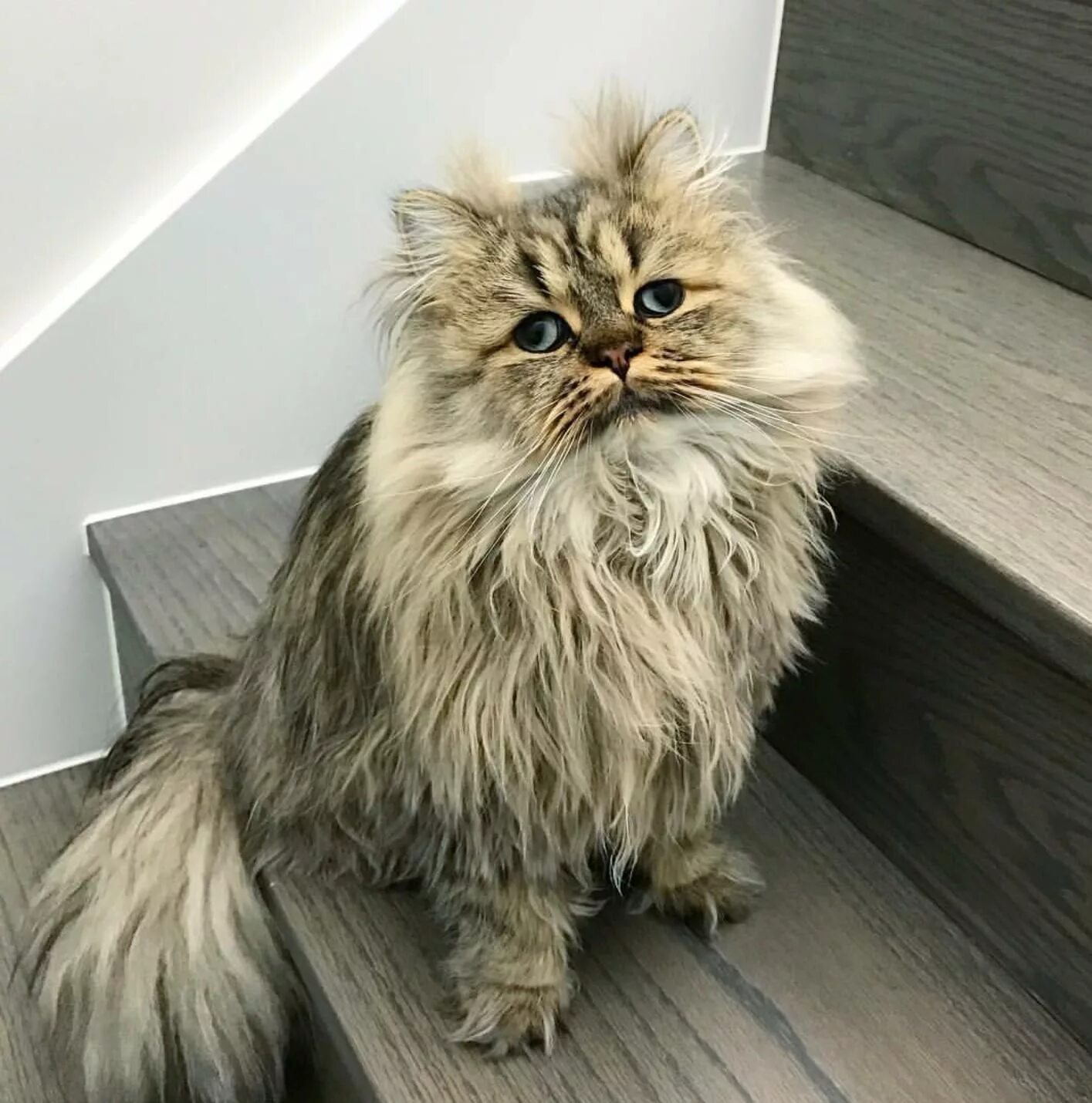 Кот Барнаби. Лохматый кот. Злой лохматый кот. Взъерошенный кот