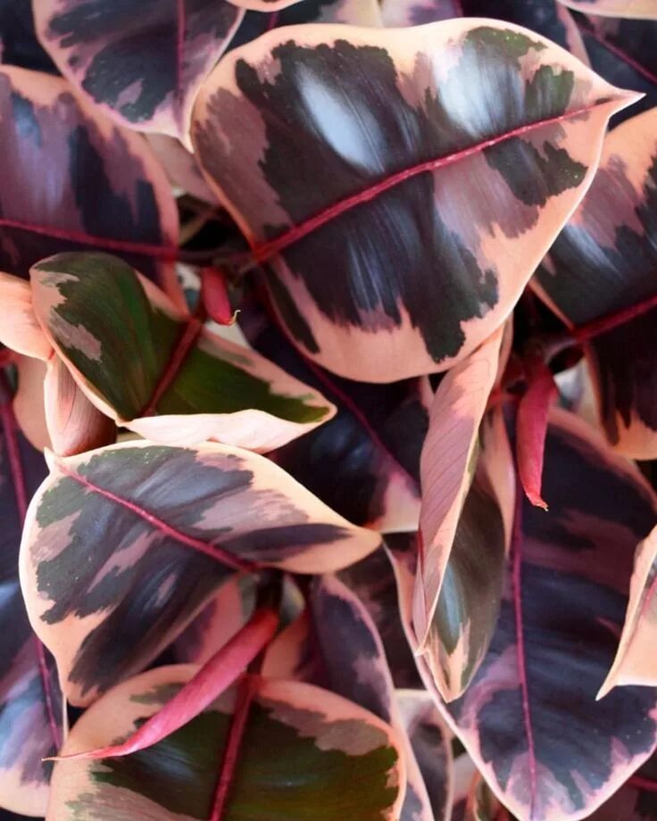 Эластика белиз. Фикус каучуконосный belize. Фикус эластика белиз. Фикус каучуконосный эластика белиз. Эластика белиз.