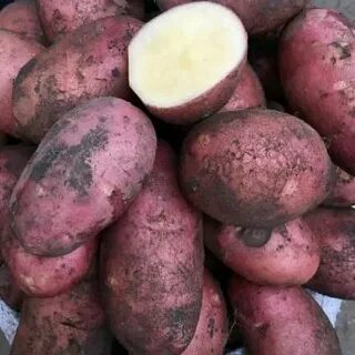 Сынок сорт картофеля описание характеристика отзывы фото