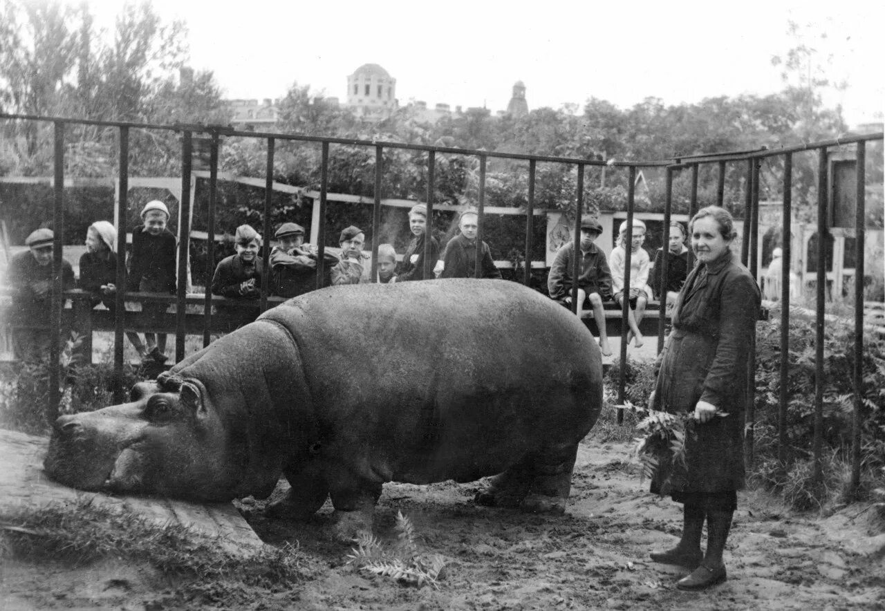 Животное пережившее блокаду. Бегемот Ленинградский зоопарк блокада. Ленинградский зоопарк в блокадном Ленинграде. Ленинградский зоопарк бегемотиха красавица. Ленинградский зоопарк бегемотиха в блокаду.