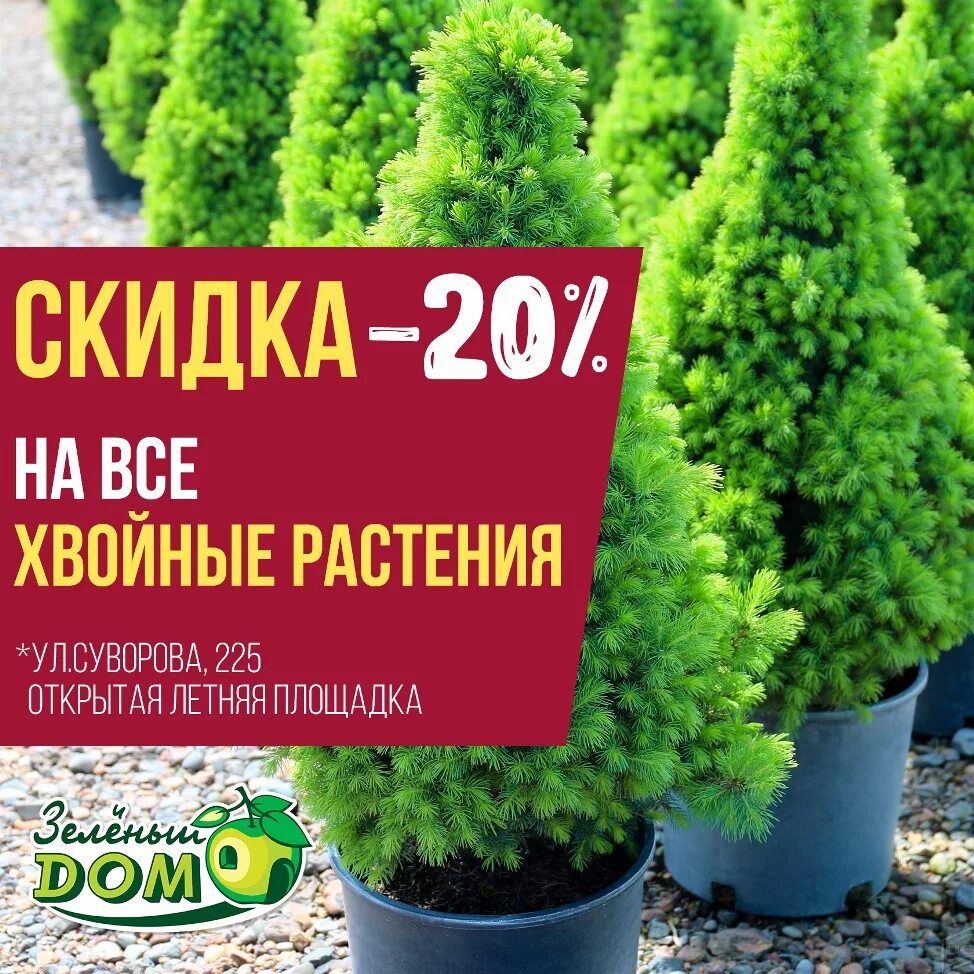 Хвойные каталог. Акция туя. Твой дом туи. Туи в магазине твой дом. Скидки в садовых центрах с октября на хвойные.