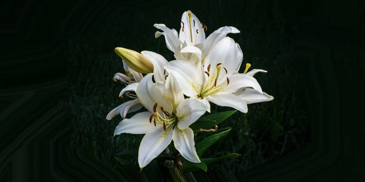 Самые красивые лилии. Стихотворение про лилию. Я люблю все твои лилии. Девушка с лилиями красиаве. Любимые цветы лилии.