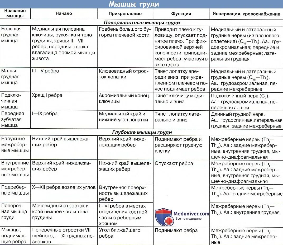 Начало прикрепление функции мышц. Мышцы грудной клетки анатомия таблица. Поверхностные мышцы спины таблица. Мышцы спины функции таблица. Глубокие мышцы спины анатомия таблица.