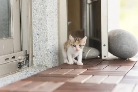 Котенок в новом доме